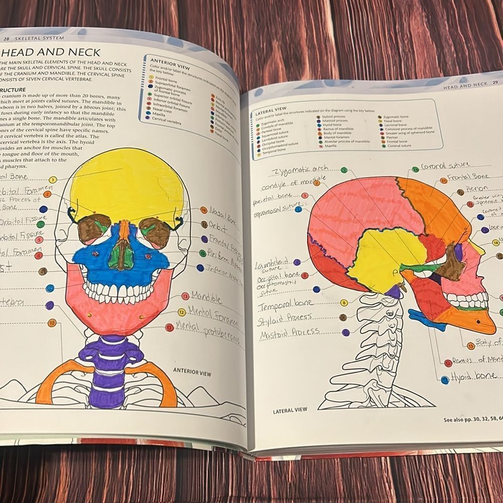 The Human Body Coloring Book/Study Guide - Picture 6 of 9